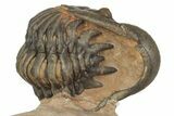 Enrolled Crotalocephalina Trilobite - Lghaft, Morocco #186741-5